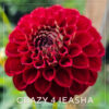 Crazy 4 Ieasha Dahlia Flower #1155