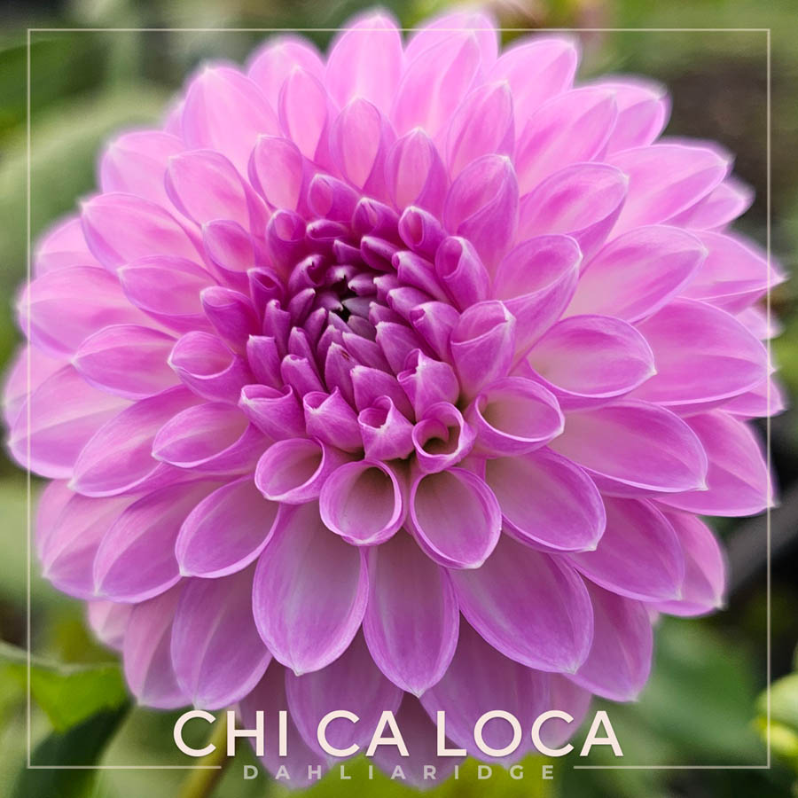 CHI Ca Loca Dahlia Flower #116
