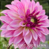 Bloomquist Jodie Lynn Dahlia Flower #1213