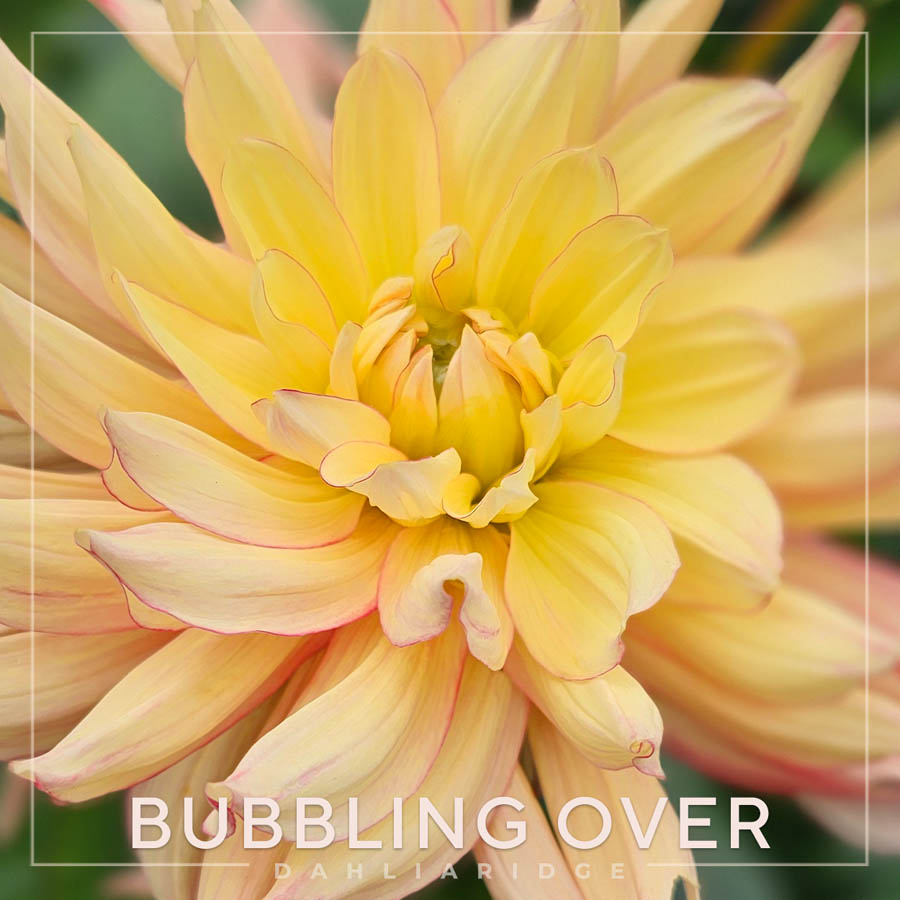 Bubbling Over Dahlia Flower #1221