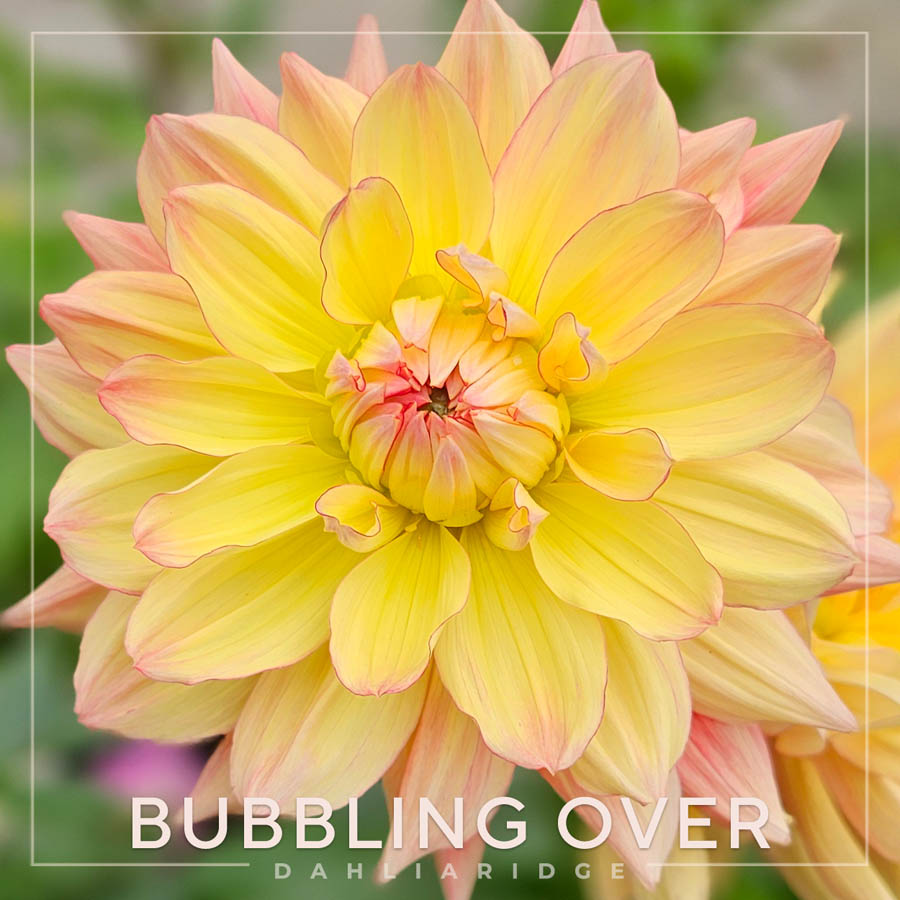 Bubbling Over Dahlia Flower #1221