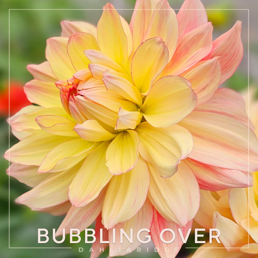 Bubbling Over Dahlia Flower #1221