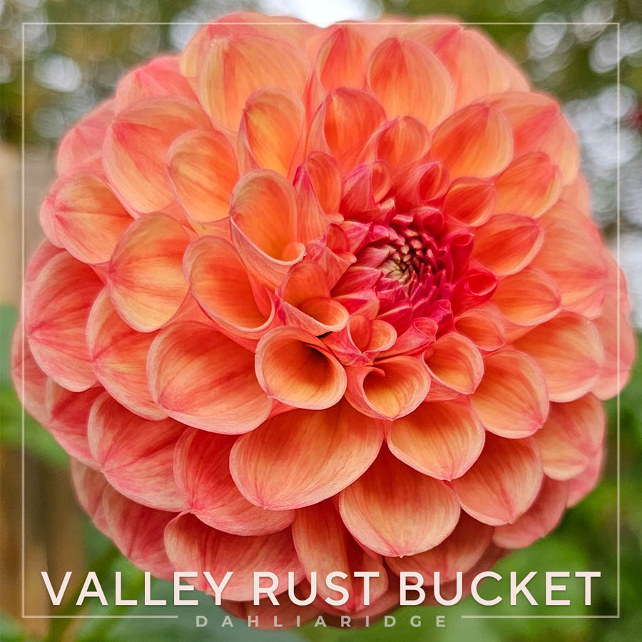 Valley Rust Bucket Dahlia Flower #124