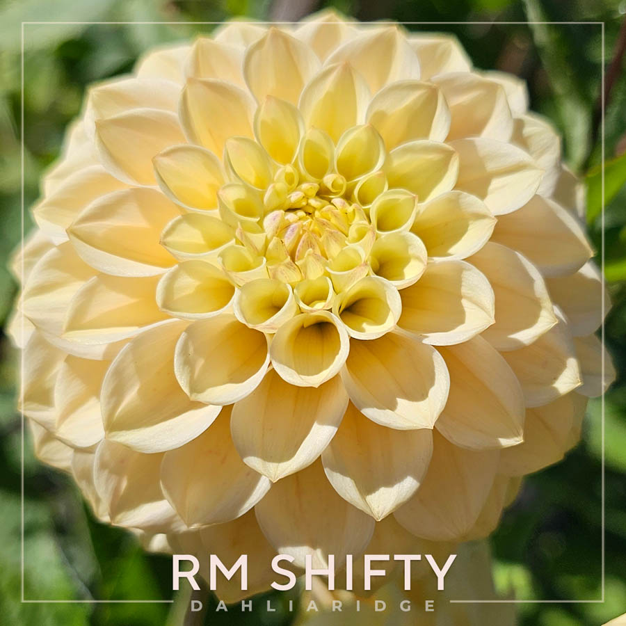 RM Shifty Dahlia Flower #1336