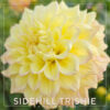 Sidehill Trishie Dahlia Flower #1365