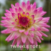 Twinkle Toes Dahlia Flower #1448