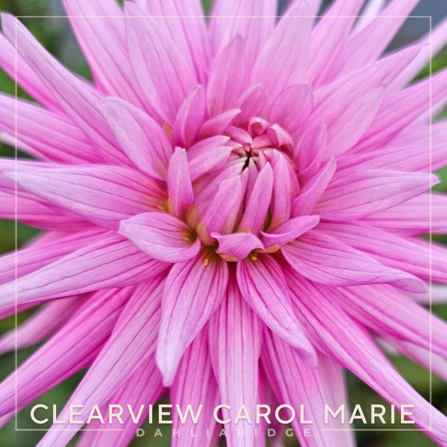 Clearview Carol Marie Dahlia Flower #1577