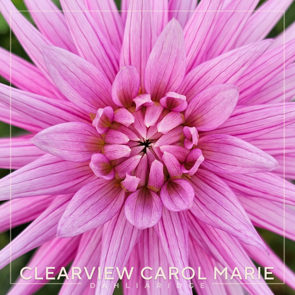 Clearview Carol Marie Dahlia Flower #1577