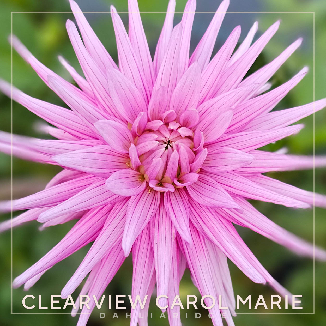 Clearview Carol Marie Dahlia Flower #1577