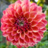Robinhood Dahlia Flower #159