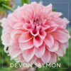 Devon Salmon Dahlia Flower #1620