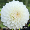 Ryecroft Porcelain Dahlia Flower #1688