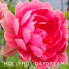 Hollyhill Daydream Dahlia Flower #1708