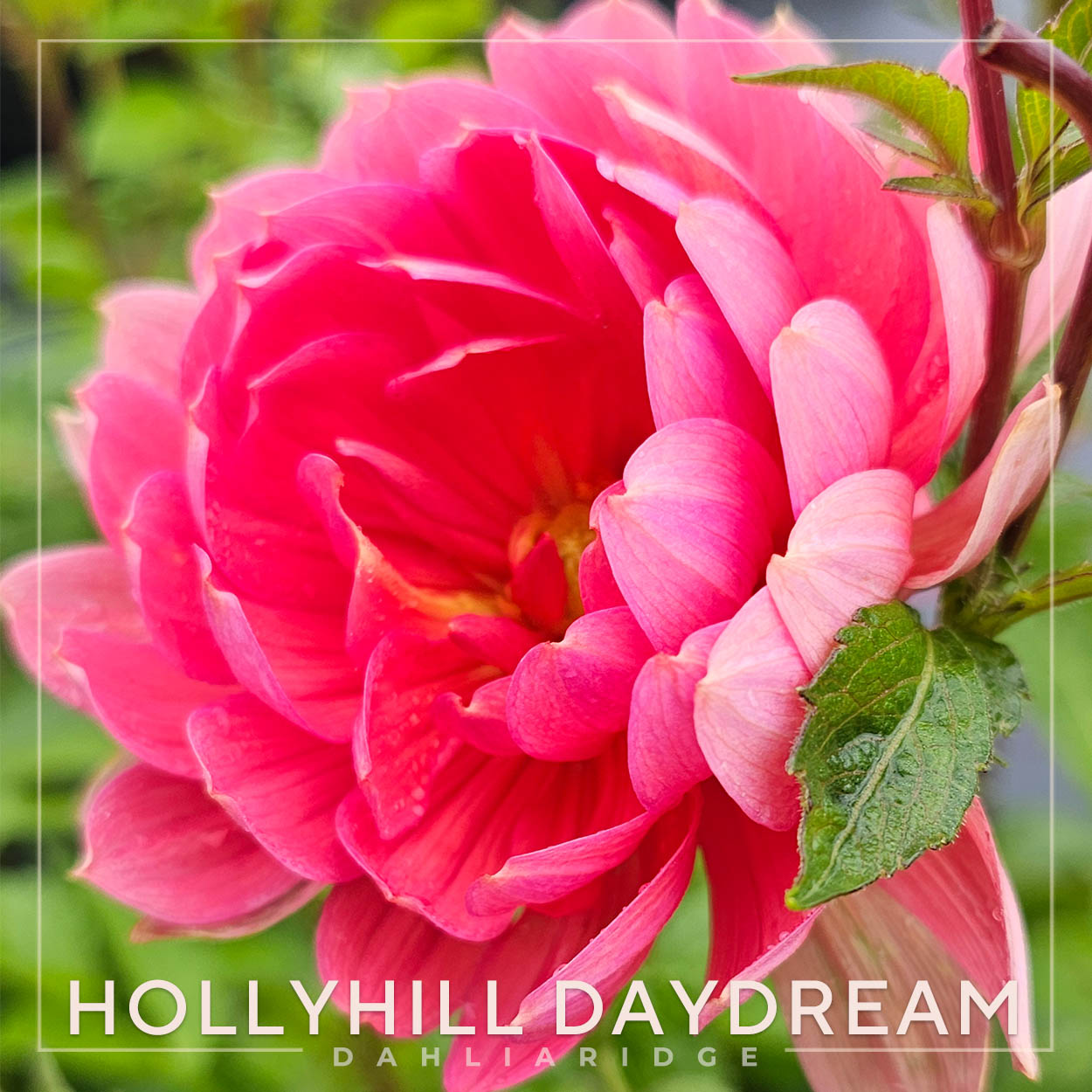 Hollyhill Daydream Dahlia Flower #1708