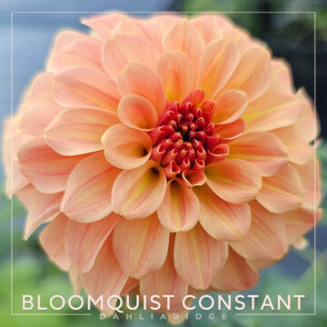 Bloomquist Constant Dahlia Flower #1758