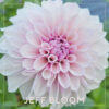 Jeff Bloom Dahlia Flower #1764
