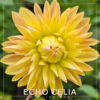 Echo Celia Dahlia Flower #181