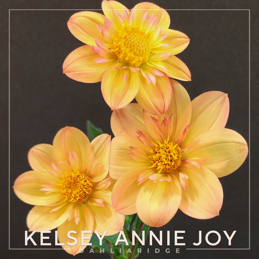 Dahlia Flower #185 Kelsey Annie Joy