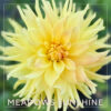 Meadows Sunshine Dahlia Flower #1882