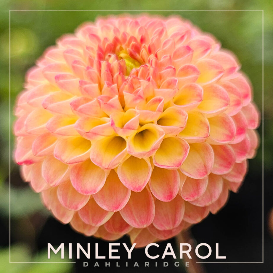 Minley Carol Dahlia Flower #1991