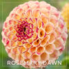 Rosemary Dawn Dahlia Flower #1050