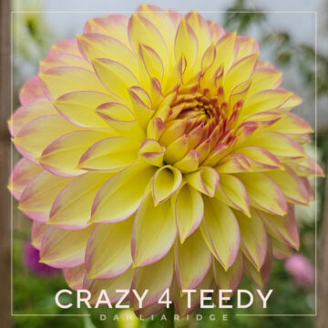 Crazy 4 Teedy Dahlia Flower #1101