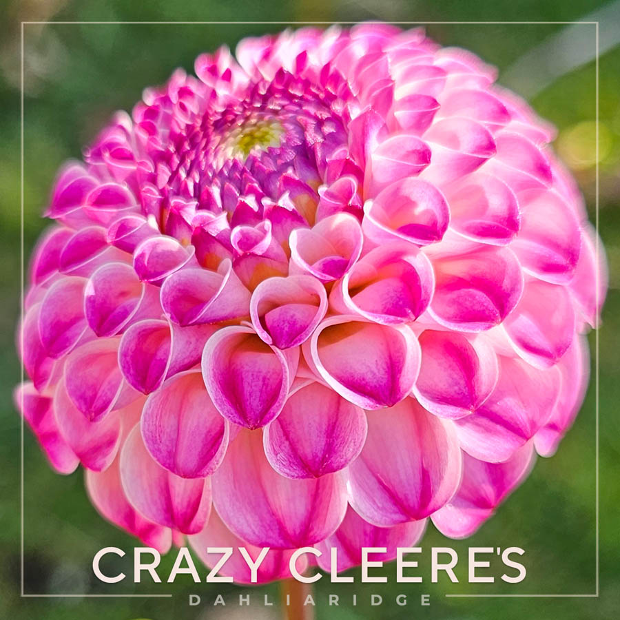 Crazy Cleere's Dahlia Flower #1328