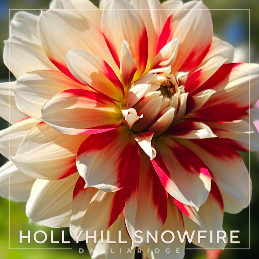 Hollyhill Snowfire