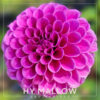 HY Mallow Dahlia Flower #26