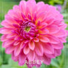 Abbey Dahlia Flower #447