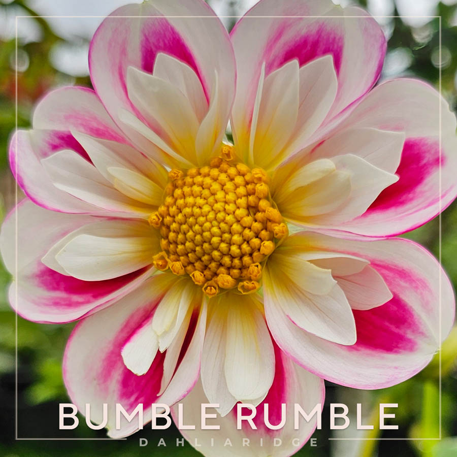Bumble Rumble Dahlia Flower #576