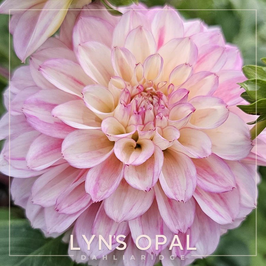 Lyn's Opal Dahlia Flower #653