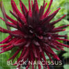 Black Narcissus Dahlia Flower #717