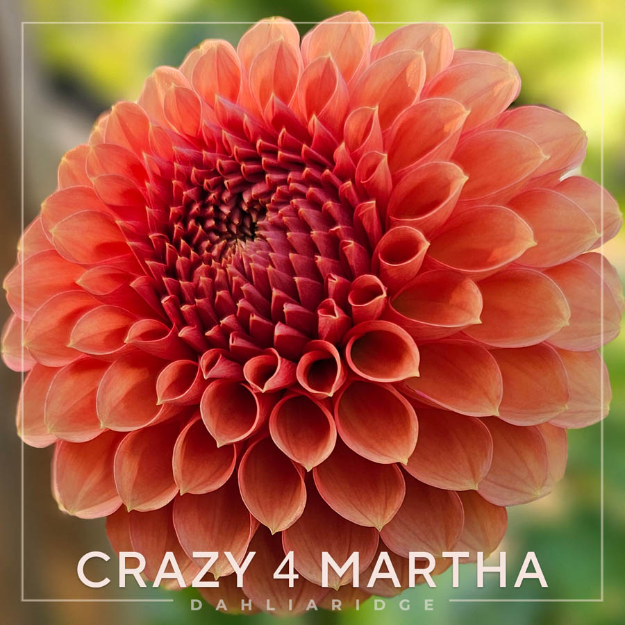 Crazy 4 Martha – Dahlia Ridge