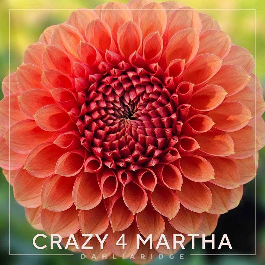 Crazy 4 Martha – Dahlia Ridge