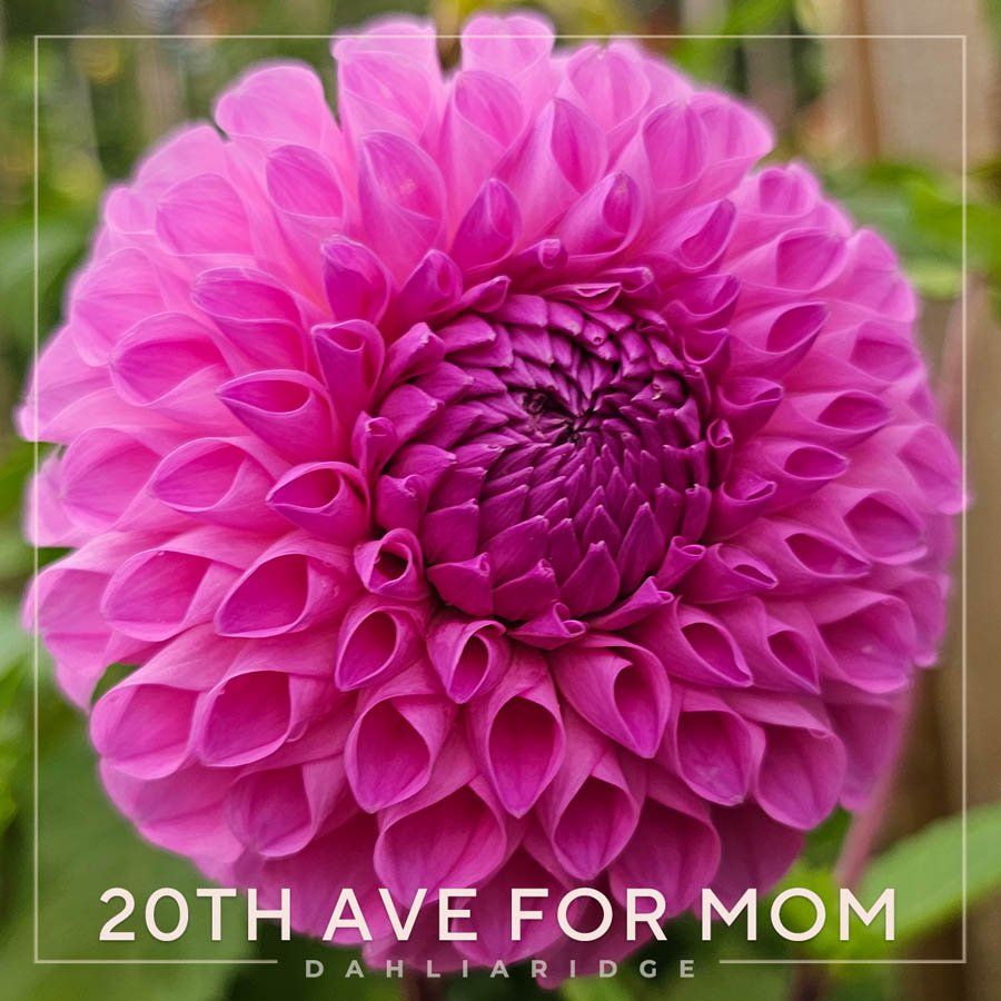 20th Ave For Mom Dahlia Flower #813