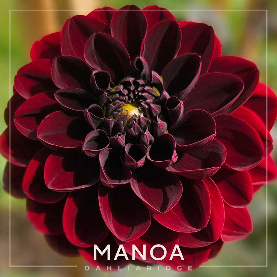 Manoa Dahlia Flower #902
