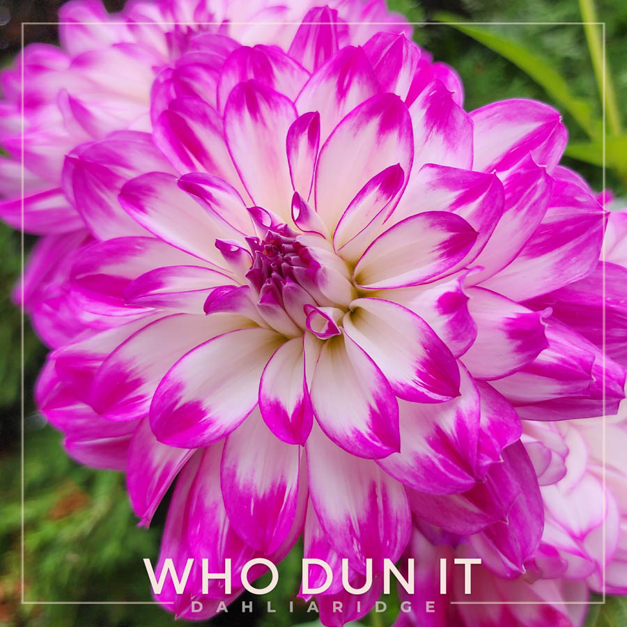 Who Dun It Dahlia Flower #21