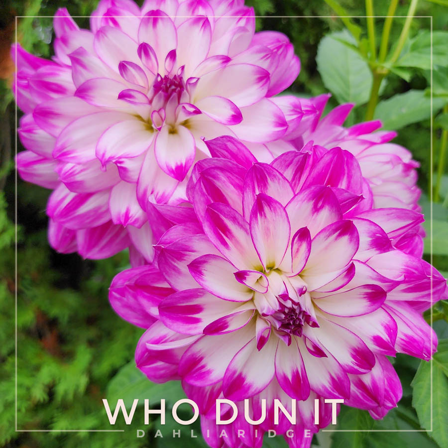 Who Dun It Dahlia Flower #21