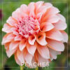 Peaches Dahlia Flower #288