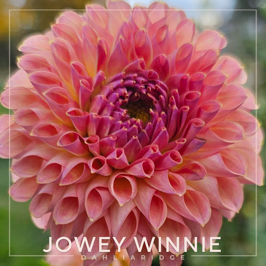 Jowey Winnie Dahlia Flower #341