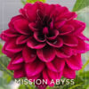 Mission Abyss Dahlia Flower #363