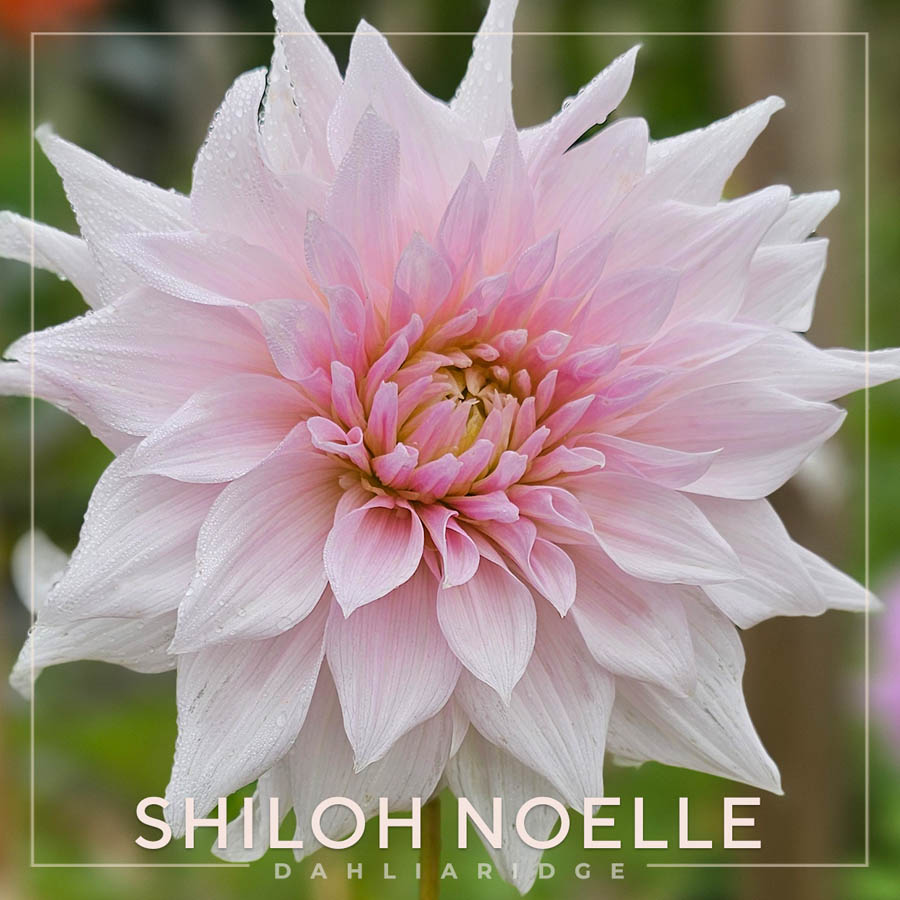 Shiloh Noelle Dahlia Flower #37