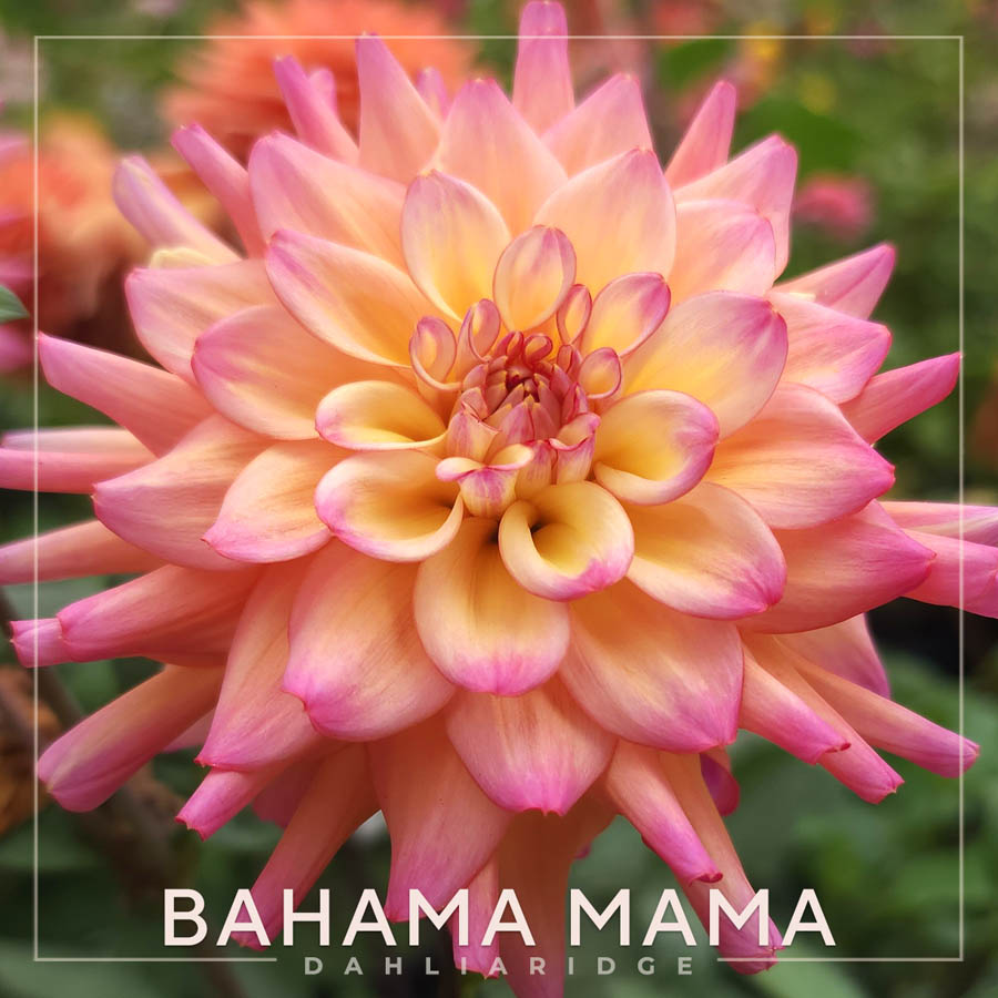 Bahama Mama Dahlia Flower #391