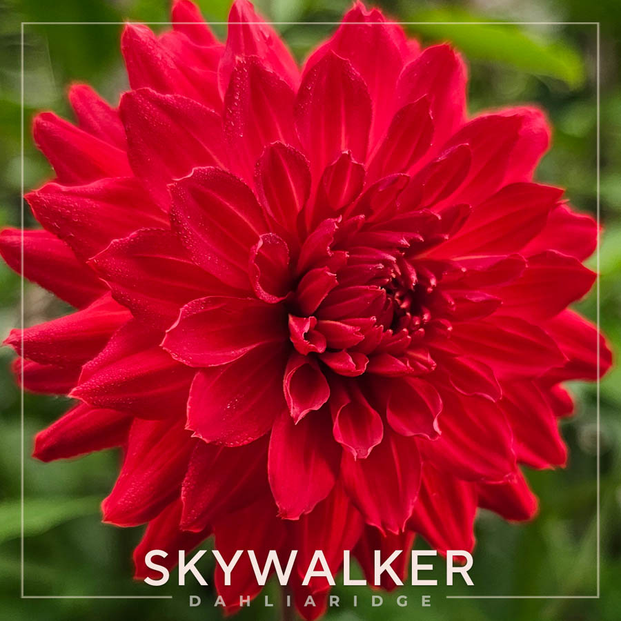 Skywalker Dahlia Flower #42