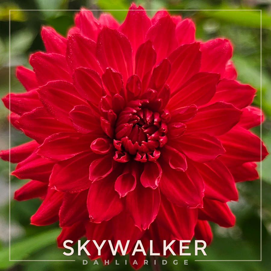 Skywalker Dahlia Flower #42