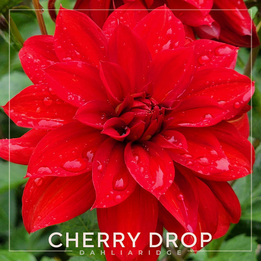 Cherry Drop Dahlia Flower #45