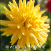 River's Lil Scottie Dahlia Flower #467
