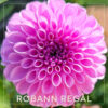 Robann Regal Dahlia Flower #478
