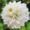Blizzard Dahlia Flower #504
